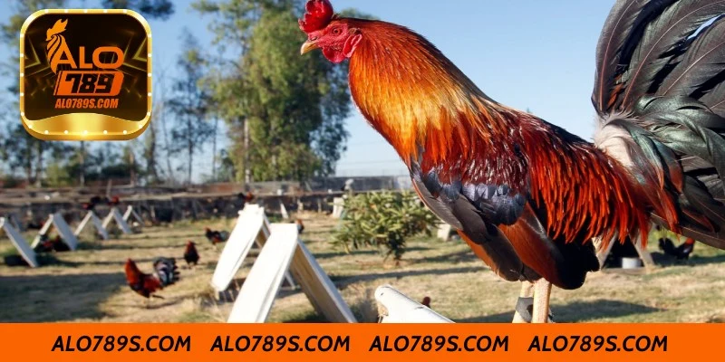 Chăm sóc gà sau khi tập luyện và đấu trường