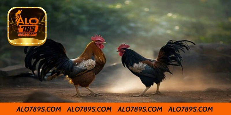 Huấn luyện kỹ năng chiến đấu cho gà đá cựa sắt